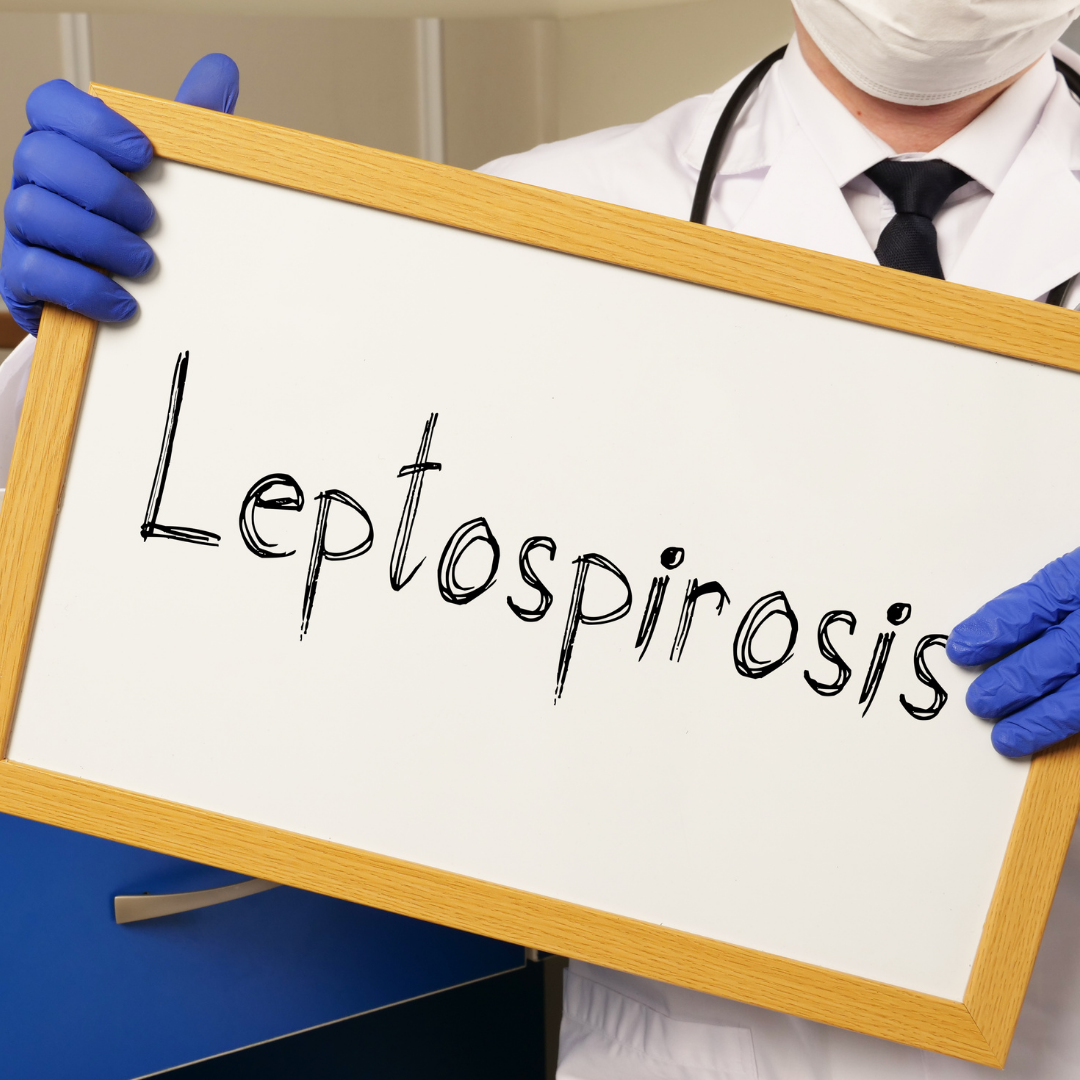 Bahaya Penyakit Leptospirosis (Kencing Tikus)
