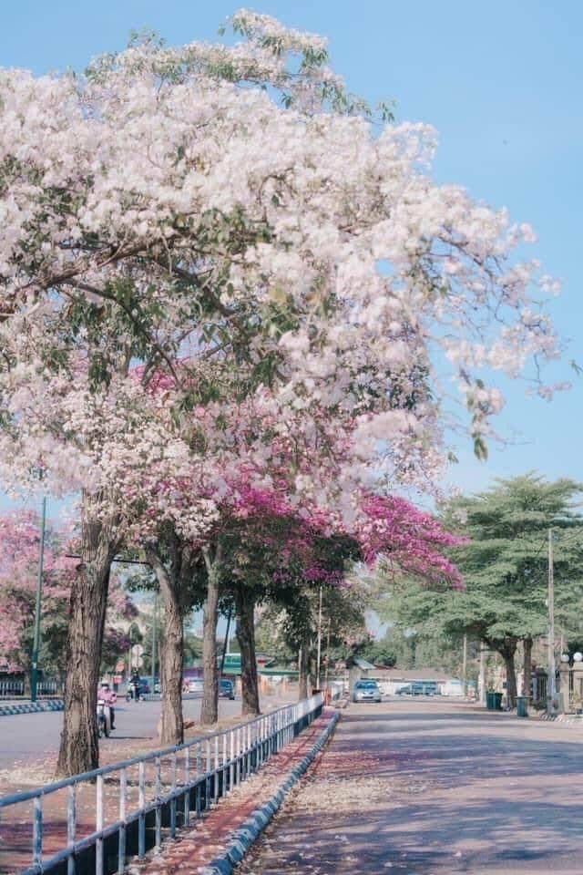 Musim Bunga Sakura Malaysia