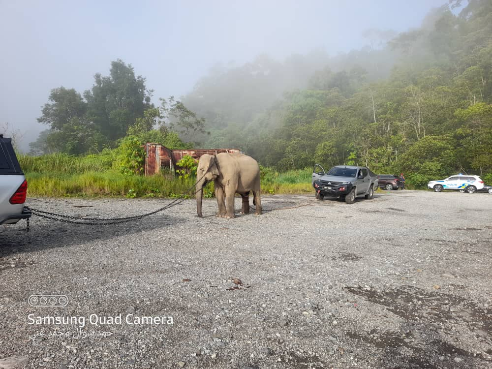 Emosi Gajah